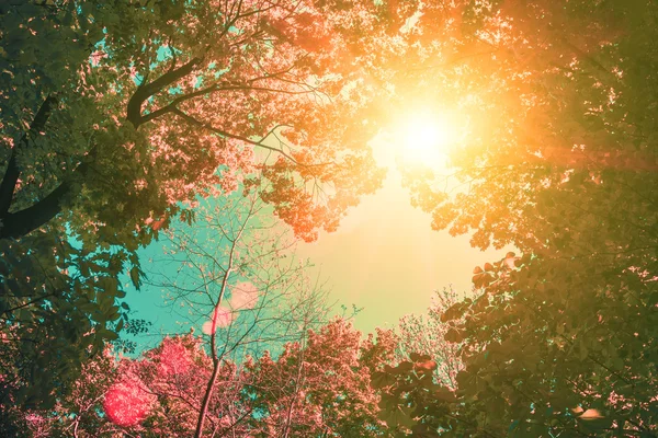 Καρέ από τα δέντρα στο ηλιοβασίλεμα — Φωτογραφία Αρχείου