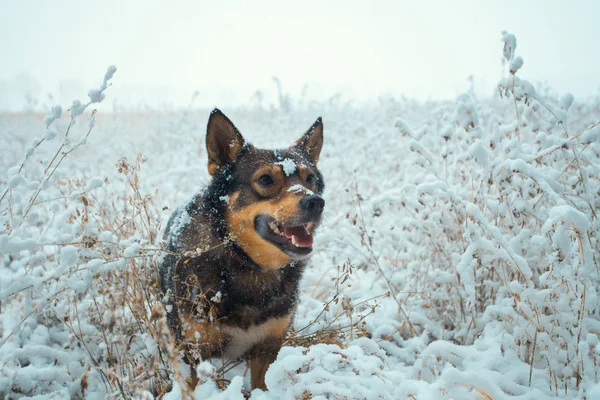 Perro paseando en el campo nevado — Foto de Stock