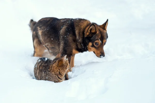 Chat et chien jouent ensemble sur la neige — Photo