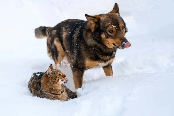 Gato y perro jugando juntos en la nieve — Foto de Stock