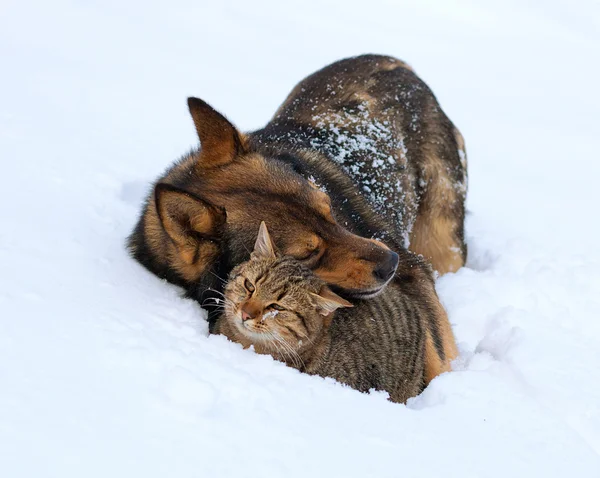 Katt Och Hund Bästa Vänner Katt Och Hund Spelar Tillsammans — Stockfoto