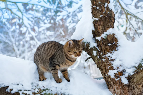 Retrato Gato Situado Árvore Nevada Floresta — Fotografia de Stock