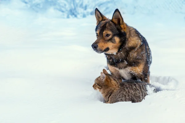Gato y perro jugando juntos en la nieve — Foto de Stock