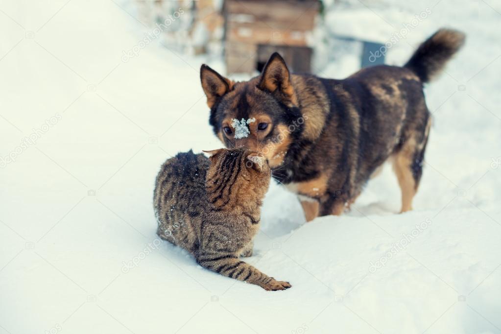 Chat Et Chien Jouant Ensemble Sur La Neige Photographie
