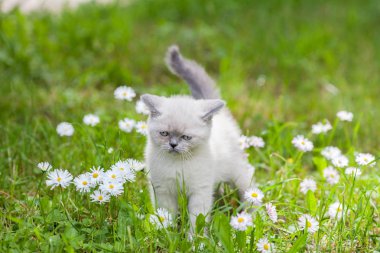 küçük Siyam kedi yavrusu çiçek çimenlerin üzerinde yürüyüş 