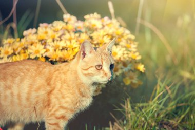 Kırmızı kedi bir bahçede yürür