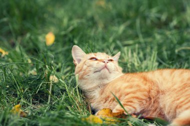 Kedi çimlerin üzerinde yatıyor.