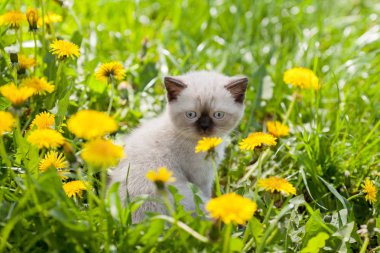 dandelions çim yavru kedi