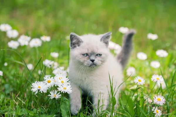 Küçük Siyam kedi yavrusu çiçek çimenlerin üzerinde yürüyüş — Stok fotoğraf