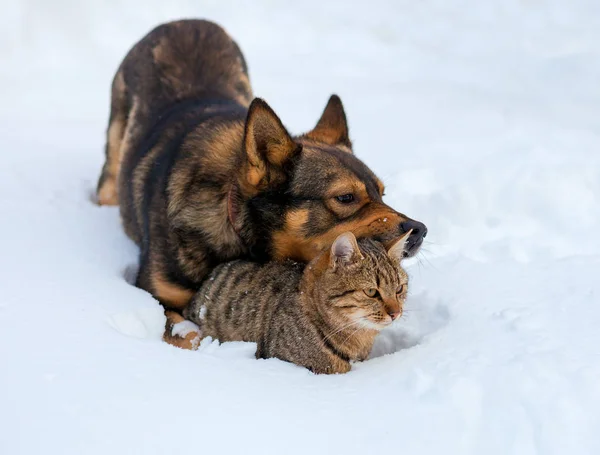 Chat et chien jouent ensemble sur la neige — Photo