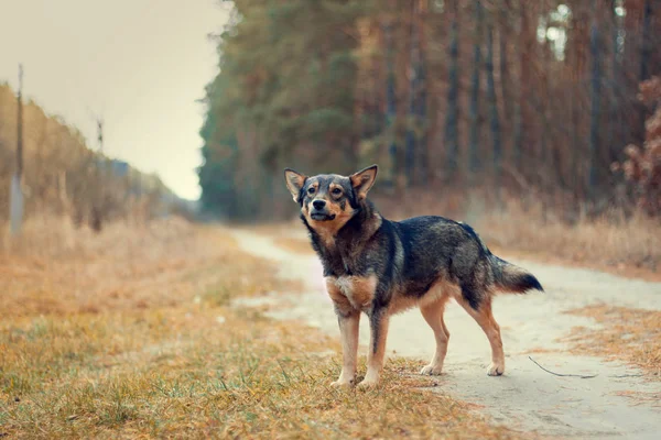 Dog walking on the road — Stock Photo, Image