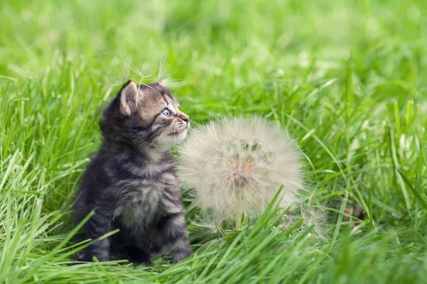 Pequeño gatito caminando sobre la hierba — Foto de Stock