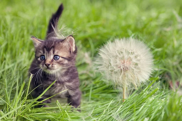 Маленький кошеня ходить по траві — стокове фото