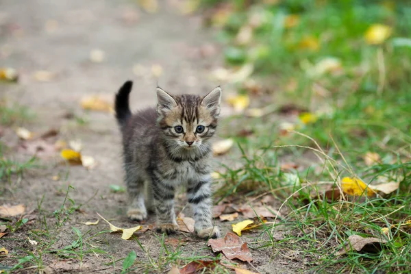 Bahçedeki kedi yavrusu — Stok fotoğraf