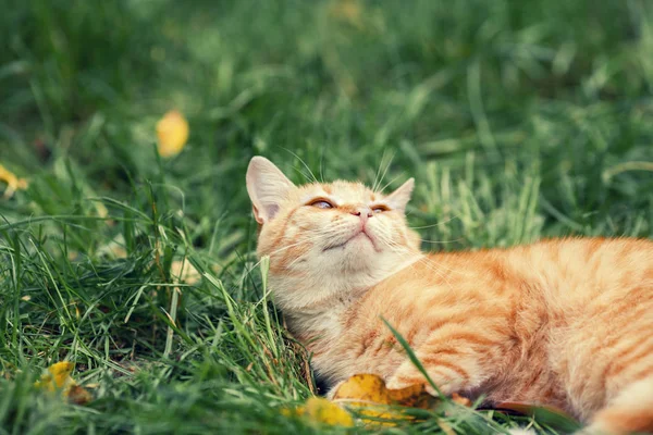 Kedi çimlerin üzerinde yatıyor.