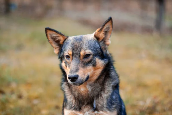 Retrato Del Perro Triste — Foto de Stock