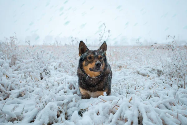 Собака гуляет по полю зимой — стоковое фото