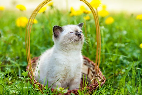 Bir sepet içinde oturan sevimli Siyam kedi yavrusu — Stok fotoğraf