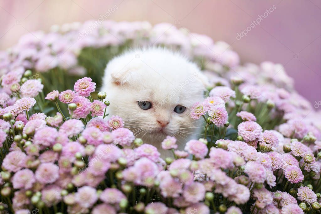 Котенок с цветами