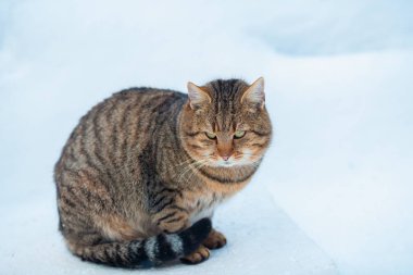 Karda yürüyen kedi