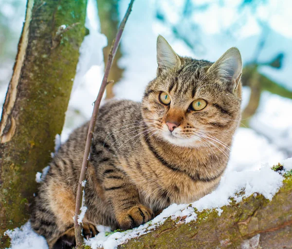Cat siting on the snowy tree — Stock Photo, Image