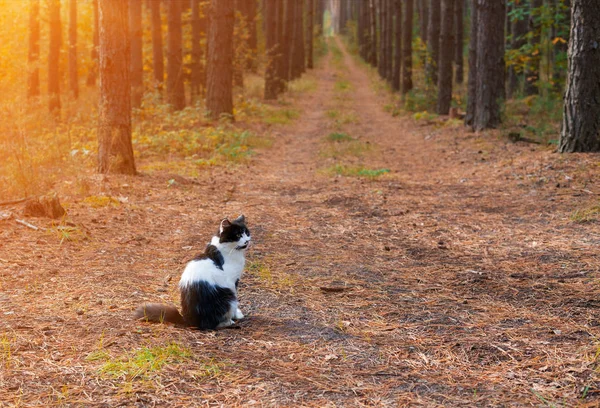 Cat sitting in the pine forest — Stock Photo, Image