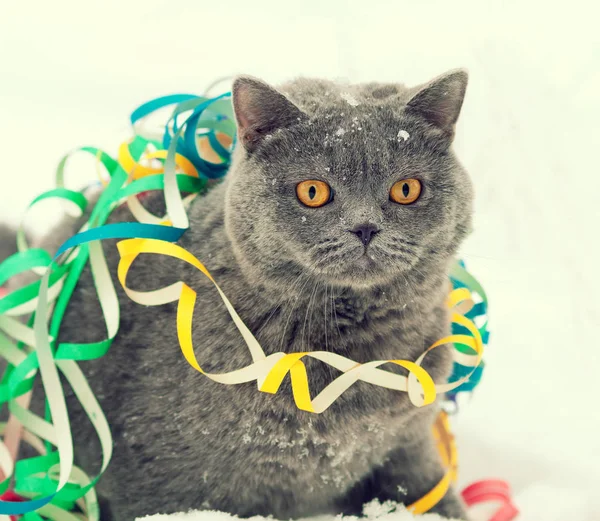 Porträt Einer Blauen Britischen Kurzhaarkatze Die Sich Bunten Luftschlangen Verheddert — Stockfoto