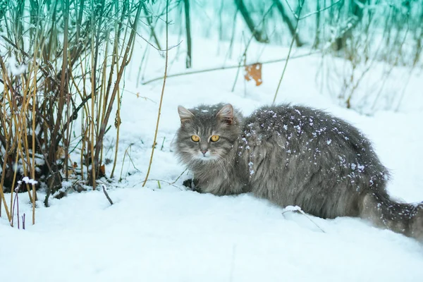 Sibirische Katze Läuft Schnee — Stockfoto