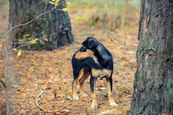 Dog walking in the forest — Stock Photo, Image