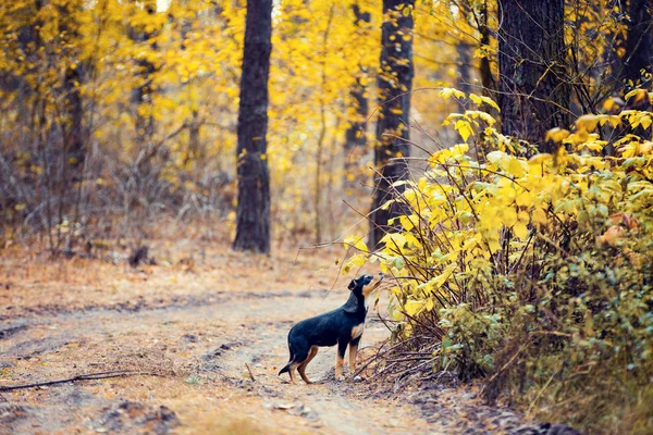 Dog walking in the forest — Stock Photo, Image