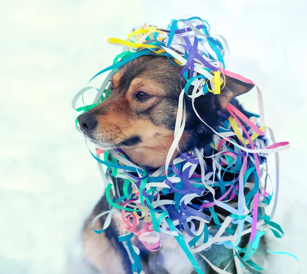 dog entangled in colorful serpentine