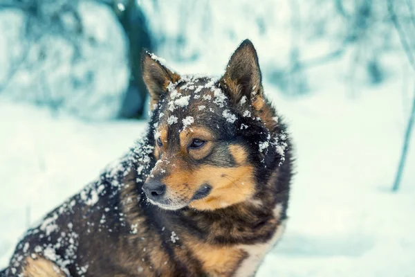 Hond in winter sneeuwval — Stockfoto