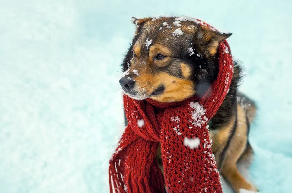 一只狗和针织围巾的肖像 — 图库照片