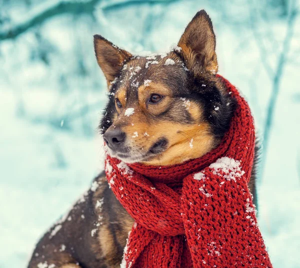 Dog with knitted scarf — Stock Photo, Image