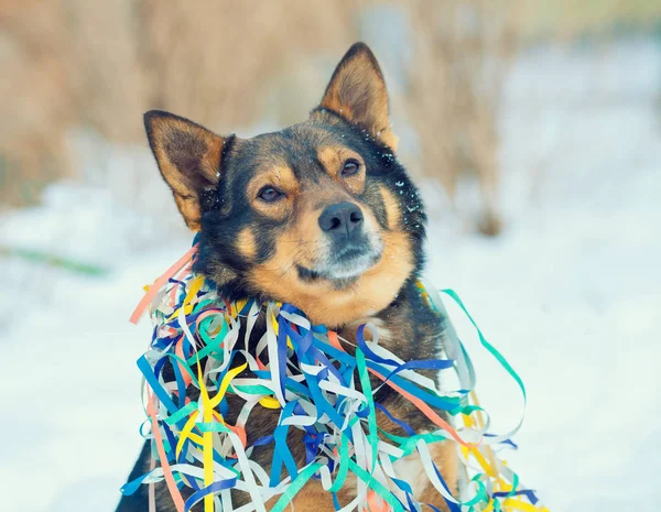 Porträtt Hund Som Intrasslad Färgglada Serpentine Hund Promenader Snön Utomhus — Stockfoto