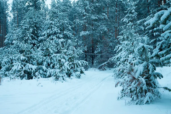 Forêt Pins Hiver Recouverte Neige — Photo