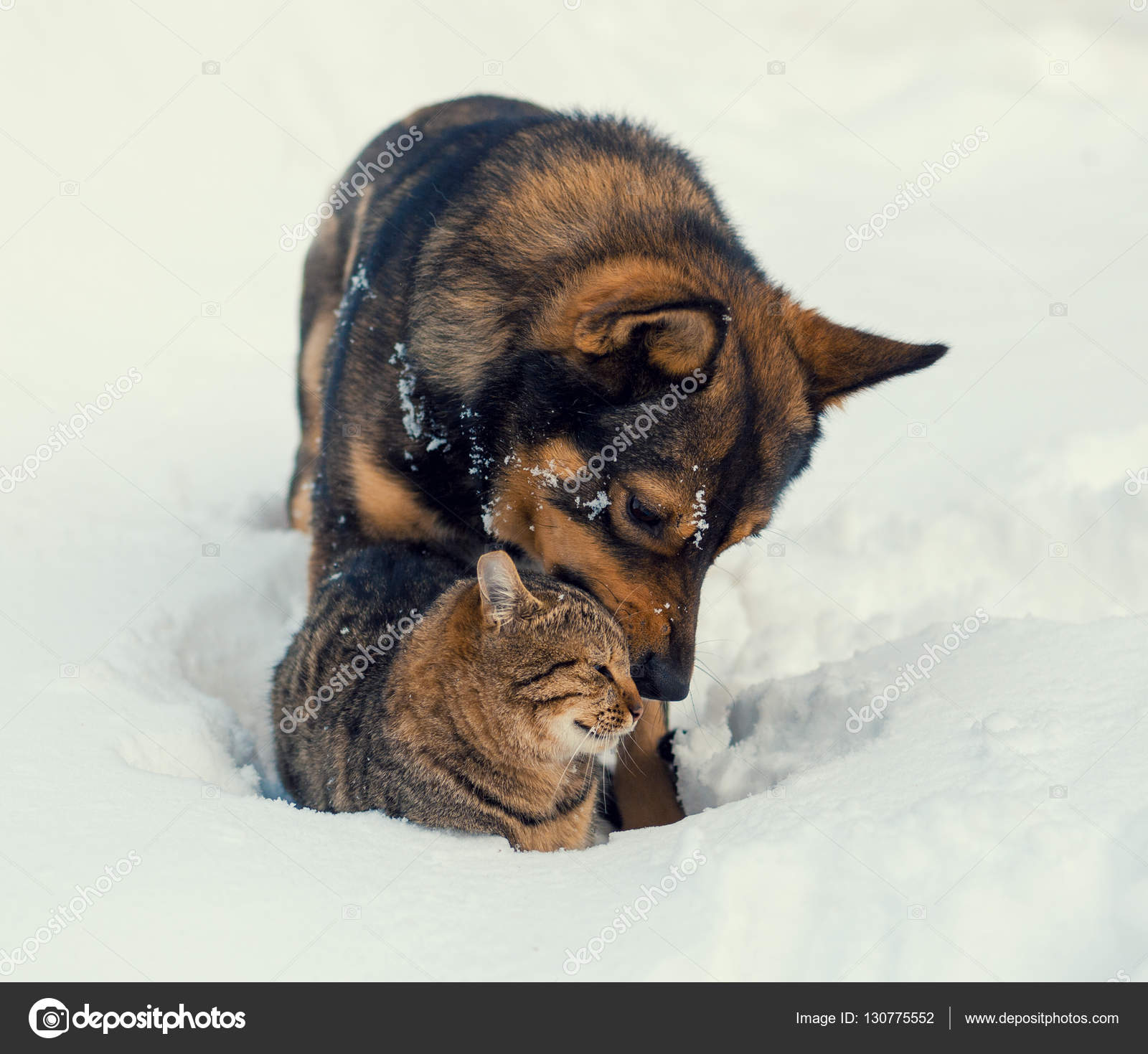 Katze Und Hund Spielen Gemeinsam Auf Dem Schnee Stockfoto
