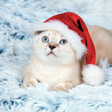 Küçük yavru kedi giyen Noel Baba şapkası