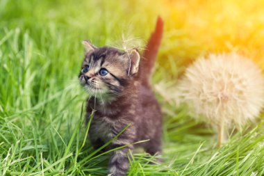 çimenlerin üzerinde yürüyüş yavru kedi