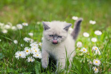 çiçek çimenlerin üzerinde yürüyüş Siyam kedi yavrusu