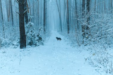 Kışın karlı orman