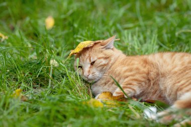 Küçük kırmızı kedi yavrusu ile yaprakları sonbaharda çim üzerinde yalan vardı