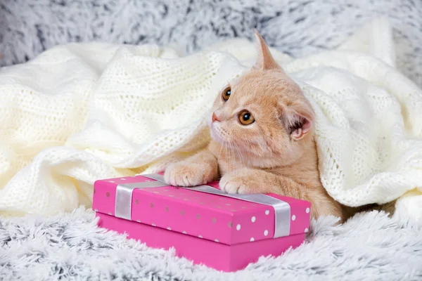 Gatinho deitado na caixa presente — Fotografia de Stock