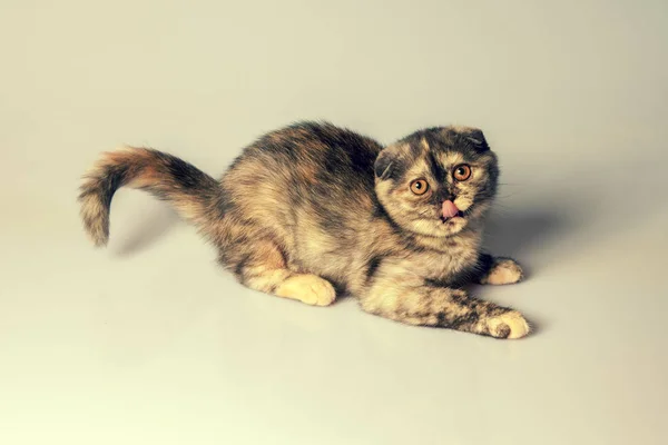 Kitten słodkie szylkret — Zdjęcie stockowe
