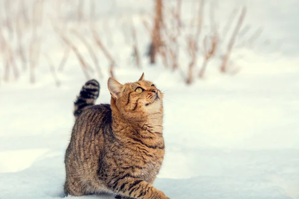 Gatito caminando sobre la nieve —  Fotos de Stock