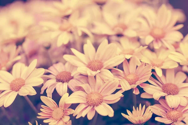 빈티지 꽃 배경 — 스톡 사진