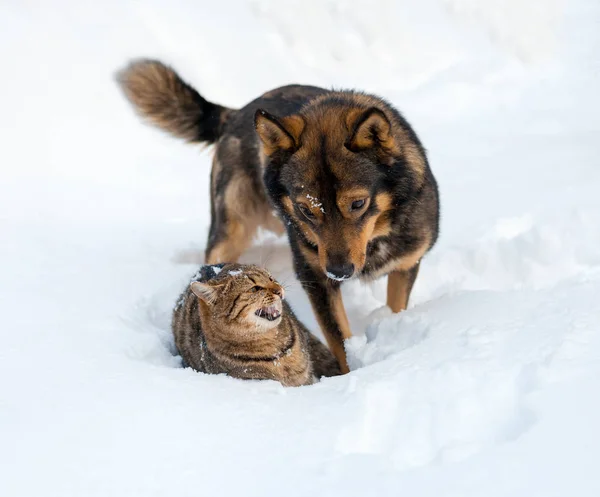 Gato e cão brincando juntos na neve — Fotografia de Stock