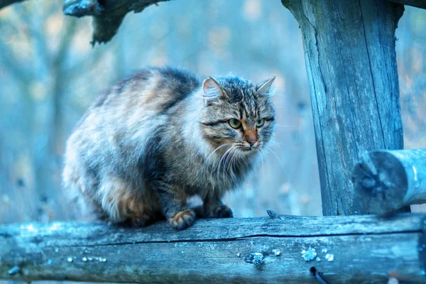 Кот сидит на заборе — стоковое фото