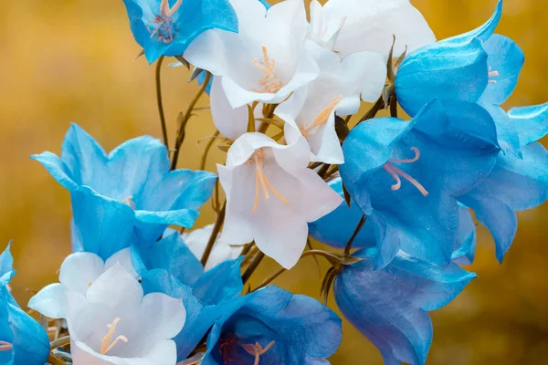 Flores harebell azul y blanco —  Fotos de Stock