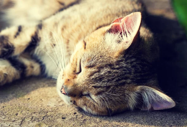 Gato dormindo feliz — Fotografia de Stock